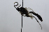  (Coelichneumon funebrator - CollHH3806)  @11 [ ] Creative Commons  Attribution Non-Commercial Share-Alike (2023) Hakon Haraldseide Unspecified