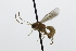  (Piogaster pilosator - CollHH3831)  @11 [ ] Creative Commons  Attribution Non-Commercial Share-Alike (2023) Hakon Haraldseide Unspecified