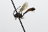  ( - CollHH3846)  @11 [ ] Creative Commons  Attribution Non-Commercial Share-Alike (2023) Hakon Haraldseide Unspecified