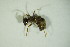  (Lasius plathythorax - GBOL06333)  @12 [ ] CreativeCommons - Attribution Non-Commercial Share-Alike (2015) Unspecified SNSB, Zoologische Staatssammlung Muenchen