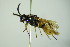  ( - GBOL06351)  @12 [ ] CreativeCommons - Attribution Non-Commercial Share-Alike (2015) Unspecified SNSB, Zoologische Staatssammlung Muenchen