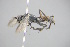  (Auplopus maroccanus - GBOL18685)  @14 [ ] CreativeCommons - Attribution Non-Commercial Share-Alike (2015) Unspecified SNSB, Zoologische Staatssammlung Muenchen