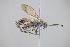  ( - GBOL18686)  @13 [ ] CreativeCommons - Attribution Non-Commercial Share-Alike (2015) Unspecified SNSB, Zoologische Staatssammlung Muenchen