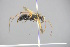  ( - GBOL18688)  @12 [ ] CreativeCommons - Attribution Non-Commercial Share-Alike (2015) Unspecified SNSB, Zoologische Staatssammlung Muenchen
