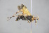  (Cryptocheilus perezi - GBOL18689)  @14 [ ] CreativeCommons - Attribution Non-Commercial Share-Alike (2015) Unspecified SNSB, Zoologische Staatssammlung Muenchen
