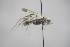  ( - GBOL18713)  @11 [ ] CreativeCommons - Attribution Non-Commercial Share-Alike (2015) Unspecified SNSB, Zoologische Staatssammlung Muenchen