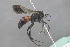  ( - GBOL18747)  @14 [ ] CreativeCommons - Attribution Non-Commercial Share-Alike (2015) Unspecified SNSB, Zoologische Staatssammlung Muenchen