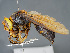  ( - VIETBIO-29775-B03)  @13 [ ] CreativeCommons - Attribution Non-Commercial Share-Alike (2018) SNSB, Staatliche Naturwissenschaftliche Sammlungen Bayerns ZSM (SNSB, Zoologische Staatssammlung Muenchen)