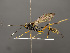  (Acroricnus - VIETBIO-29775-C01)  @15 [ ] CreativeCommons - Attribution Non-Commercial Share-Alike (2018) SNSB, Staatliche Naturwissenschaftliche Sammlungen Bayerns ZSM (SNSB, Zoologische Staatssammlung Muenchen)