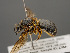  (Lasioglossum occidens - VIETBIO-29775-D01)  @14 [ ] CreativeCommons - Attribution Non-Commercial Share-Alike (2018) SNSB, Staatliche Naturwissenschaftliche Sammlungen Bayerns ZSM (SNSB, Zoologische Staatssammlung Muenchen)