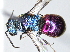  (Hedychridium purpurascens - ZSM-HYM-29808-F11)  @11 [ ] by-nc-sa (2022) Schmid-Egger ZSM (SNSB, Zoologische Staatssammlung Muenchen)