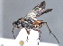  (Agenioideus simonthomasi - ZSM-HYM-29808-G11)  @11 [ ] by-nc-sa (2022) Schmid-Egger ZSM (SNSB, Zoologische Staatssammlung Muenchen)