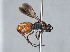  ( - ZSM-HYM-29808-H08)  @11 [ ] by-nc-sa (2022) Schmid-Egger ZSM (SNSB, Zoologische Staatssammlung Muenchen)