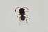  ( - ZSM-HYM-29810-A07)  @11 [ ] by-nc-sa (2021) SNSB, Staatliche Naturwissenschaftliche Sammlungen Bayerns ZSM (SNSB, Zoologische Staatssammlung Muenchen)