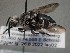  ( - ZSM-HYM-29810-C07)  @11 [ ] by-nc-sa (2021) SNSB, Staatliche Naturwissenschaftliche Sammlungen Bayerns ZSM (SNSB, Zoologische Staatssammlung Muenchen)