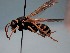  ( - ZSM-HYM-29810-E01)  @11 [ ] by-nc-sa (2021) SNSB, Staatliche Naturwissenschaftliche Sammlungen Bayerns ZSM (SNSB, Zoologische Staatssammlung Muenchen)