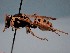  ( - ZSM-HYM-29810-E02)  @11 [ ] by-nc-sa (2021) SNSB, Staatliche Naturwissenschaftliche Sammlungen Bayerns ZSM (SNSB, Zoologische Staatssammlung Muenchen)