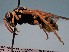  ( - ZSM-HYM-29810-E03)  @11 [ ] by-nc-sa (2021) SNSB, Staatliche Naturwissenschaftliche Sammlungen Bayerns ZSM (SNSB, Zoologische Staatssammlung Muenchen)