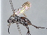  ( - ZSM-HYM-29810-G07)  @11 [ ] by-nc-sa (2021) SNSB, Staatliche Naturwissenschaftliche Sammlungen Bayerns ZSM (SNSB, Zoologische Staatssammlung Muenchen)