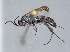 ( - ZSM-HYM-29810-G11)  @11 [ ] by-nc-sa (2021) SNSB, Staatliche Naturwissenschaftliche Sammlungen Bayerns ZSM (SNSB, Zoologische Staatssammlung Muenchen)