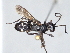  ( - ZSM-HYM-29810-H01)  @11 [ ] by-nc-sa (2021) SNSB, Staatliche Naturwissenschaftliche Sammlungen Bayerns ZSM (SNSB, Zoologische Staatssammlung Muenchen)