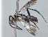  ( - ZSM-HYM-29810-H09)  @11 [ ] by-nc-sa (2021) SNSB, Staatliche Naturwissenschaftliche Sammlungen Bayerns ZSM (SNSB, Zoologische Staatssammlung Muenchen)