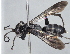  (Anoplius piliventris - ZSM-HYM-29810-H10)  @11 [ ] by-nc-sa (2021) SNSB, Staatliche Naturwissenschaftliche Sammlungen Bayerns ZSM (SNSB, Zoologische Staatssammlung Muenchen)