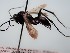  ( - ZSM-HYM-29811-A03)  @11 [ ] by-nc-sa (2023) SNSB, Staatliche Naturwissenschaftliche Sammlungen Bayerns ZSM (SNSB, Zoologische Staatssammlung Muenchen)