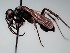  (Cryptocheilus richardsi - ZSM-HYM-29811-A06)  @11 [ ] by-nc-sa (2023) SNSB, Staatliche Naturwissenschaftliche Sammlungen Bayerns ZSM (SNSB, Zoologische Staatssammlung Muenchen)
