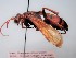  ( - ZSM-HYM-29811-A08)  @11 [ ] by-nc-sa (2023) SNSB, Staatliche Naturwissenschaftliche Sammlungen Bayerns ZSM (SNSB, Zoologische Staatssammlung Muenchen)