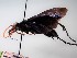  ( - ZSM-HYM-29811-B02)  @11 [ ] by-nc-sa (2023) SNSB, Staatliche Naturwissenschaftliche Sammlungen Bayerns ZSM (SNSB, Zoologische Staatssammlung Muenchen)