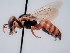  ( - ZSM-HYM-29811-B11)  @11 [ ] by-nc-sa (2023) SNSB, Staatliche Naturwissenschaftliche Sammlungen Bayerns ZSM (SNSB, Zoologische Staatssammlung Muenchen)