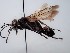  ( - ZSM-HYM-29811-C04)  @11 [ ] by-nc-sa (2023) SNSB, Staatliche Naturwissenschaftliche Sammlungen Bayerns ZSM (SNSB, Zoologische Staatssammlung Muenchen)