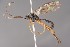  ( - ZSM-HYM-29811-G11)  @11 [ ] by-nc-sa (2023) SNSB, Staatliche Naturwissenschaftliche Sammlungen Bayerns ZSM (SNSB, Zoologische Staatssammlung Muenchen)