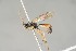  ( - ZSM-HYM-29811-H02)  @11 [ ] by-nc-sa (2023) SNSB, Staatliche Naturwissenschaftliche Sammlungen Bayerns ZSM (SNSB, Zoologische Staatssammlung Muenchen)