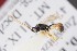  ( - ZSM-HYM-29811-H05)  @11 [ ] by-nc-sa (2023) SNSB, Staatliche Naturwissenschaftliche Sammlungen Bayerns ZSM (SNSB, Zoologische Staatssammlung Muenchen)