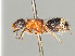  (Smicromyrme burgeri - ZSM-HYM-30189-A06)  @11 [ ] by-nc-sa (2021) SNSB, Staatliche Naturwissenschaftliche Sammlungen Bayerns ZSM (SNSB, Zoologische Staatssammlung Muenchen)