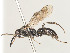  ( - ZSM-HYM-30189-D05)  @11 [ ] by-nc-sa (2021) SNSB, Staatliche Naturwissenschaftliche Sammlungen Bayerns ZSM (SNSB, Zoologische Staatssammlung Muenchen)