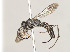  (Priocnemis diversa - ZSM-HYM-30189-D10)  @11 [ ] by-nc-sa (2021) SNSB, Staatliche Naturwissenschaftliche Sammlungen Bayerns ZSM (SNSB, Zoologische Staatssammlung Muenchen)