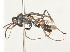  (Priocnemis propinqua - ZSM-HYM-30189-D11)  @11 [ ] by-nc-sa (2021) SNSB, Staatliche Naturwissenschaftliche Sammlungen Bayerns ZSM (SNSB, Zoologische Staatssammlung Muenchen)
