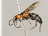  ( - ZSM-HYM-30189-E07)  @11 [ ] by-nc-sa (2021) SNSB, Staatliche Naturwissenschaftliche Sammlungen Bayerns ZSM (SNSB, Zoologische Staatssammlung Muenchen)