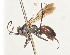  (Agenioideus arenicolus - ZSM-HYM-30189-E09)  @11 [ ] by-nc-sa (2021) SNSB, Staatliche Naturwissenschaftliche Sammlungen Bayerns ZSM (SNSB, Zoologische Staatssammlung Muenchen)
