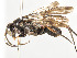  ( - ZSM-HYM-30189-E11)  @11 [ ] by-nc-sa (2021) SNSB, Staatliche Naturwissenschaftliche Sammlungen Bayerns ZSM (SNSB, Zoologische Staatssammlung Muenchen)