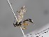  ( - ZSM-HYM-33397-G02)  @11 [ ] by-nc-sa (2021) SNSB, Staatliche Naturwissenschaftliche Sammlungen Bayerns ZSM (SNSB, Zoologische Staatssammlung Muenchen)