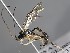  ( - ZSM-HYM-33397-G11)  @11 [ ] by-nc-sa (2021) SNSB, Staatliche Naturwissenschaftliche Sammlungen Bayerns ZSM (SNSB, Zoologische Staatssammlung Muenchen)