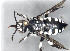  ( - ZSM-HYM-33401-A01)  @11 [ ] by-nc-sa (2021) SNSB, Staatliche Naturwissenschaftliche Sammlungen Bayerns ZSM (SNSB, Zoologische Staatssammlung Muenchen)