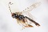  (Batakomacrus noyesi - ZSM-HYM-33412-A07)  @11 [ ] by-nc-sa (2023) SNSB, Staatliche Naturwissenschaftliche Sammlungen Bayerns ZSM (SNSB, Zoologische Staatssammlung Muenchen)
