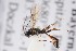  ( - ZSM-HYM-33412-B08)  @11 [ ] by-nc-sa (2023) SNSB, Staatliche Naturwissenschaftliche Sammlungen Bayerns ZSM (SNSB, Zoologische Staatssammlung Muenchen)