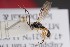  ( - ZSM-HYM-33412-C10)  @11 [ ] by-nc-sa (2023) SNSB, Staatliche Naturwissenschaftliche Sammlungen Bayerns ZSM (SNSB, Zoologische Staatssammlung Muenchen)