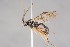  ( - ZSM-HYM-33412-C11)  @11 [ ] by-nc-sa (2023) SNSB, Staatliche Naturwissenschaftliche Sammlungen Bayerns ZSM (SNSB, Zoologische Staatssammlung Muenchen)